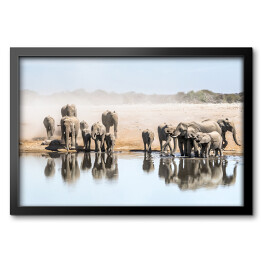 Obraz w ramie Wielka rodzina afrykańskich słoni przy wodopoju, Afryka