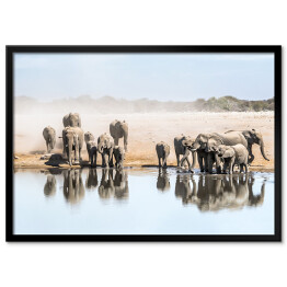 Plakat w ramie Wielka rodzina afrykańskich słoni przy wodopoju, Afryka
