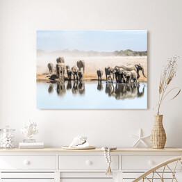 Obraz na płótnie Wielka rodzina afrykańskich słoni przy wodopoju, Afryka