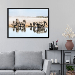Obraz w ramie Wielka rodzina afrykańskich słoni przy wodopoju, Afryka