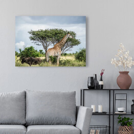 Żyrafa - Park Narodowy Krugera, Republika Południowej Afryki
