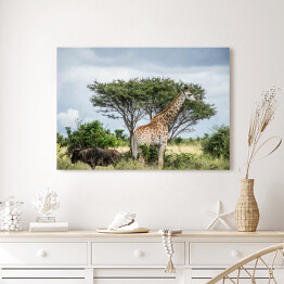 Obraz na płótnie Żyrafa - Park Narodowy Krugera, Republika Południowej Afryki