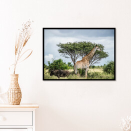 Plakat w ramie Żyrafa - Park Narodowy Krugera, Republika Południowej Afryki