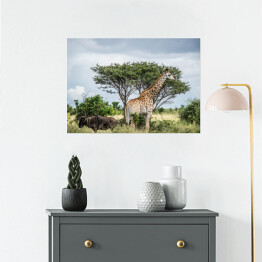 Plakat Żyrafa - Park Narodowy Krugera, Republika Południowej Afryki