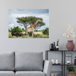 Plakat samoprzylepny Żyrafa - Park Narodowy Krugera, Republika Południowej Afryki