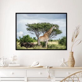 Plakat w ramie Żyrafa - Park Narodowy Krugera, Republika Południowej Afryki