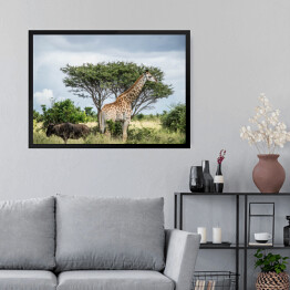 Obraz w ramie Żyrafa - Park Narodowy Krugera, Republika Południowej Afryki