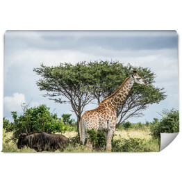 Żyrafa - Park Narodowy Krugera, Republika Południowej Afryki