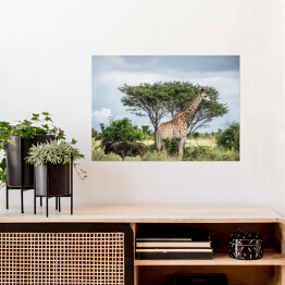 Plakat samoprzylepny Żyrafa - Park Narodowy Krugera, Republika Południowej Afryki