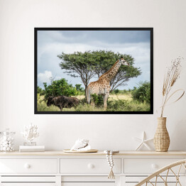 Obraz w ramie Żyrafa - Park Narodowy Krugera, Republika Południowej Afryki