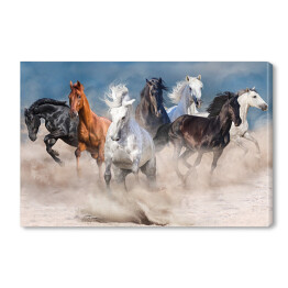 Obraz na płótnie Stado wielobarwnych koni w pustynnej burzy piaskowej