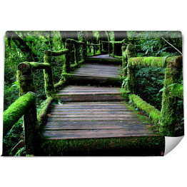Stary uroczy drewniany most w lesie porośnięty bluszczem