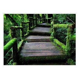 Plakat samoprzylepny Stary uroczy drewniany most w lesie porośnięty bluszczem
