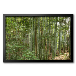 Obraz w ramie Natura - pędy bambusa
