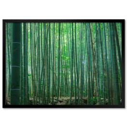 Obraz klasyczny Las Bambusowy