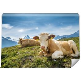 Fototapeta Krowy na tle szwajcarskich Alp 