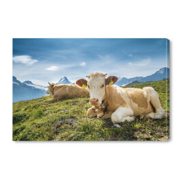 Krowy na tle szwajcarskich Alp 