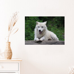 Plakat Siedzący arktyczny wilk