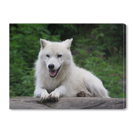 Obraz na płótnie Siedzący arktyczny wilk