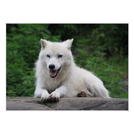 Plakat Siedzący arktyczny wilk