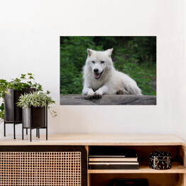 Siedzący arktyczny wilk