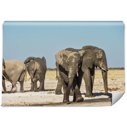 Fototapeta winylowa zmywalna Stado słoni afrykańskich w Etosha