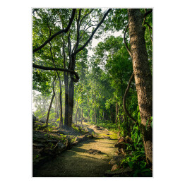 Plakat samoprzylepny Ścieżka leśna wiosną