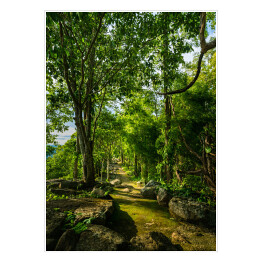 Plakat samoprzylepny Ścieżka leśna wśród zielonych drzew