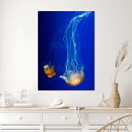 Plakat Nurkująca meduza w wyrazistych kolorach