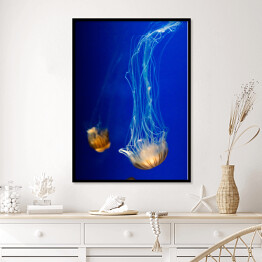 Plakat w ramie Nurkująca meduza w wyrazistych kolorach