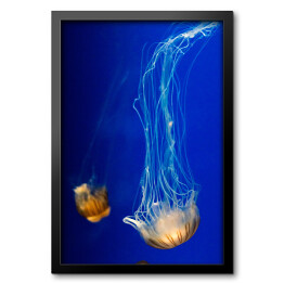 Obraz w ramie Nurkująca meduza w wyrazistych kolorach