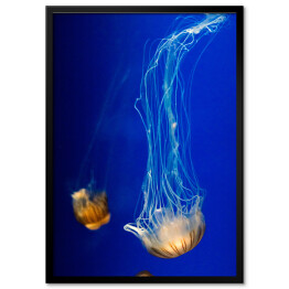 Plakat w ramie Nurkująca meduza w wyrazistych kolorach
