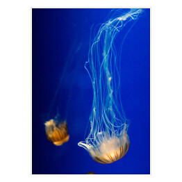 Plakat Nurkująca meduza w wyrazistych kolorach