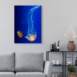 Obraz na płótnie Nurkująca meduza w wyrazistych kolorach