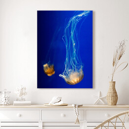 Obraz na płótnie Nurkująca meduza w wyrazistych kolorach