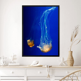 Obraz w ramie Nurkująca meduza w wyrazistych kolorach