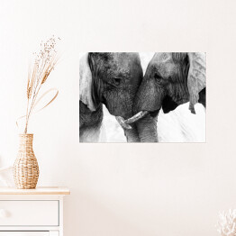 Plakat Dwa słonie dotykające się trąbami