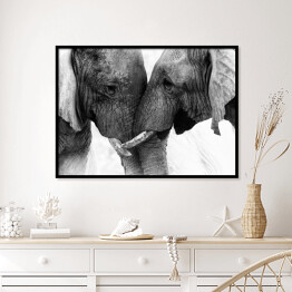 Plakat w ramie Dwa słonie dotykające się trąbami