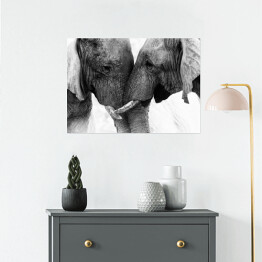 Plakat samoprzylepny Dwa słonie dotykające się trąbami