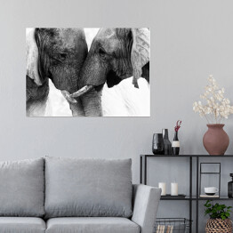Plakat samoprzylepny Dwa słonie dotykające się trąbami