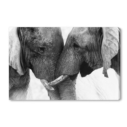 Obraz na płótnie Dwa słonie dotykające się trąbami