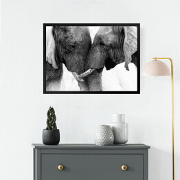 Obraz w ramie Dwa słonie dotykające się trąbami