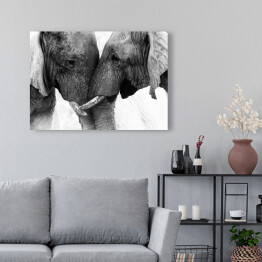 Obraz na płótnie Dwa słonie dotykające się trąbami
