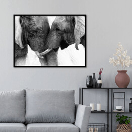 Plakat w ramie Dwa słonie dotykające się trąbami