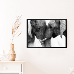 Obraz w ramie Dwa słonie dotykające się trąbami