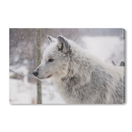 Zimowy wilk na tle śnieżnej polany