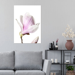 Plakat samoprzylepny Magnolia - kwiat na białym tle
