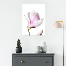 Plakat Magnolia - kwiat na białym tle