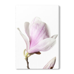 Obraz na płótnie Magnolia - kwiat na białym tle