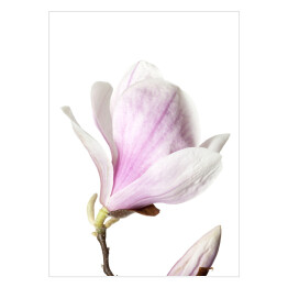 Plakat Magnolia - kwiat na białym tle
